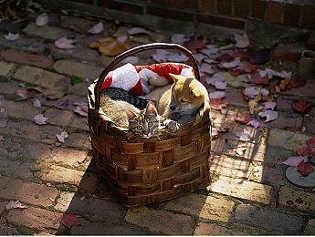 GOG喜加一：《海岛大亨4》免费领